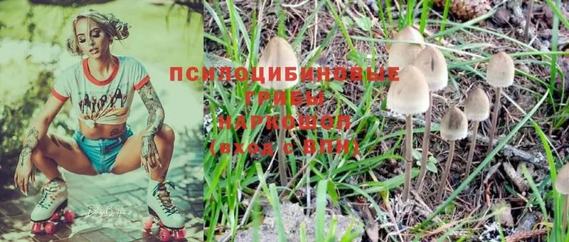 Псилоцибиновые грибы Psilocybe  Ковылкино 